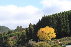 おおきなイチョウも