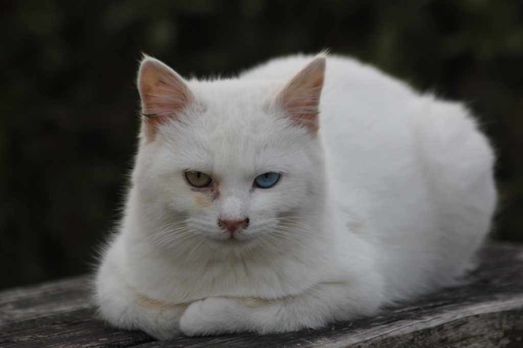 カラーコンタクト？