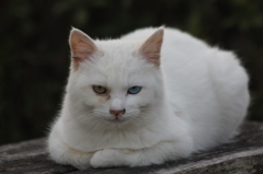 カラーコンタクト？