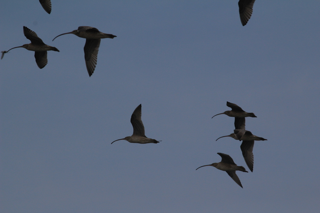 ダイシャクシギ