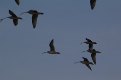 ダイシャクシギ