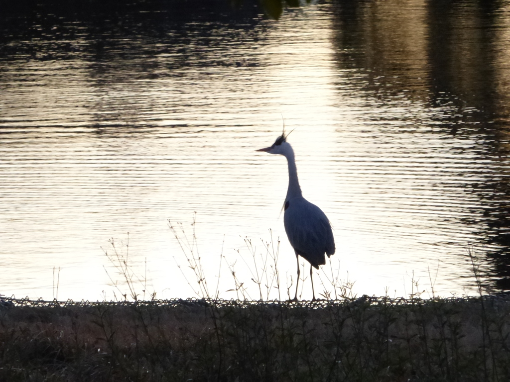 怒ったあおさぎ
