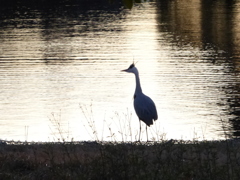 怒ったあおさぎ