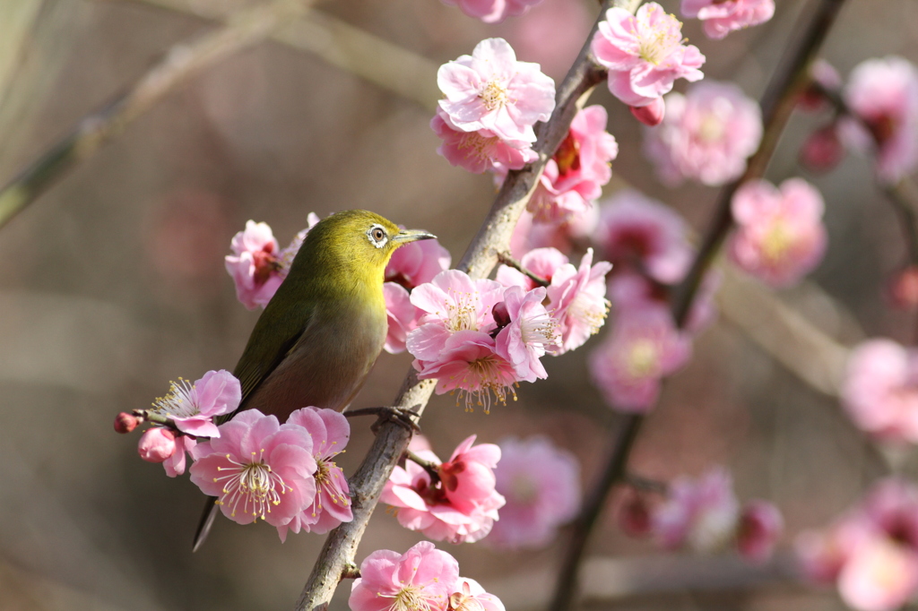 小梅ちゃんきれいだね