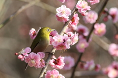 小梅ちゃんきれいだね