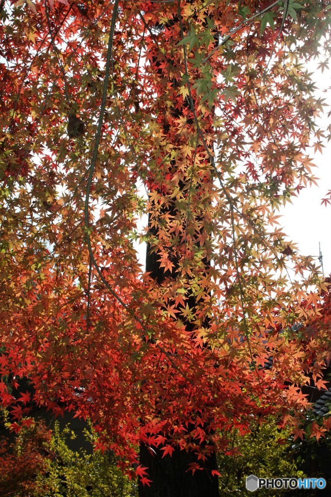 今日の紅葉
