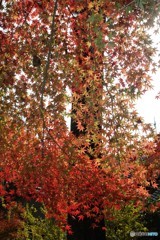 今日の紅葉