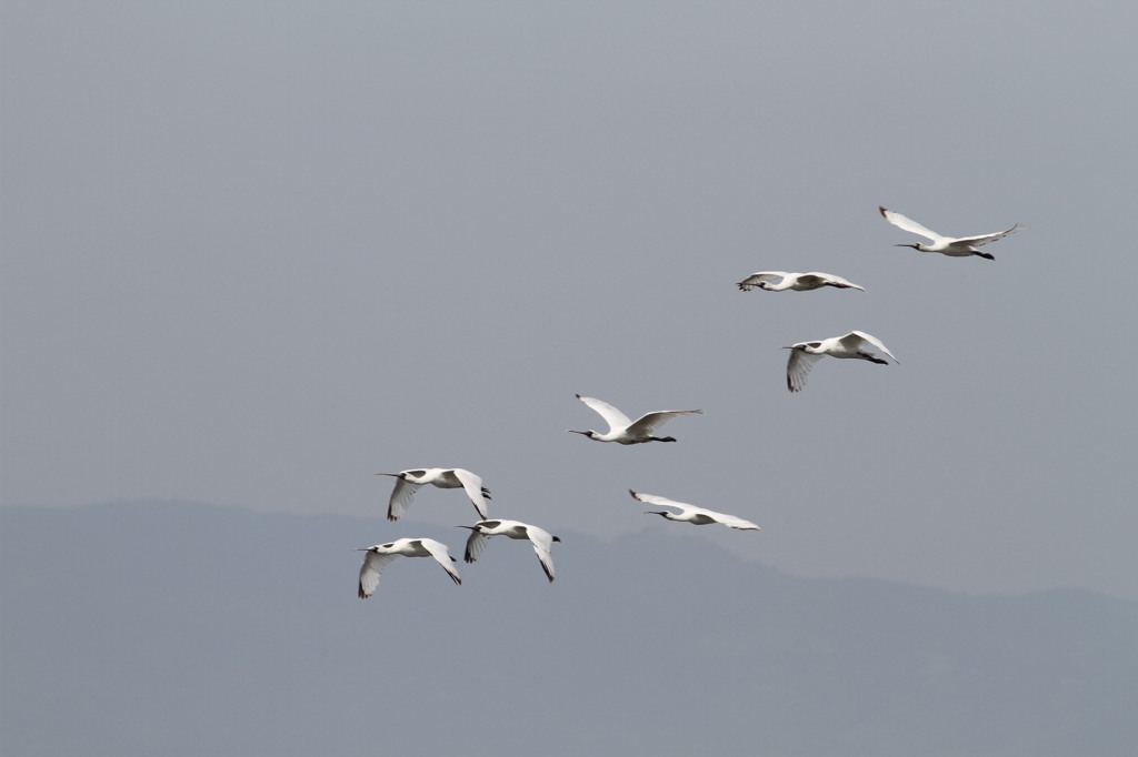 もう最後でしょうね
