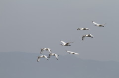 もう最後でしょうね