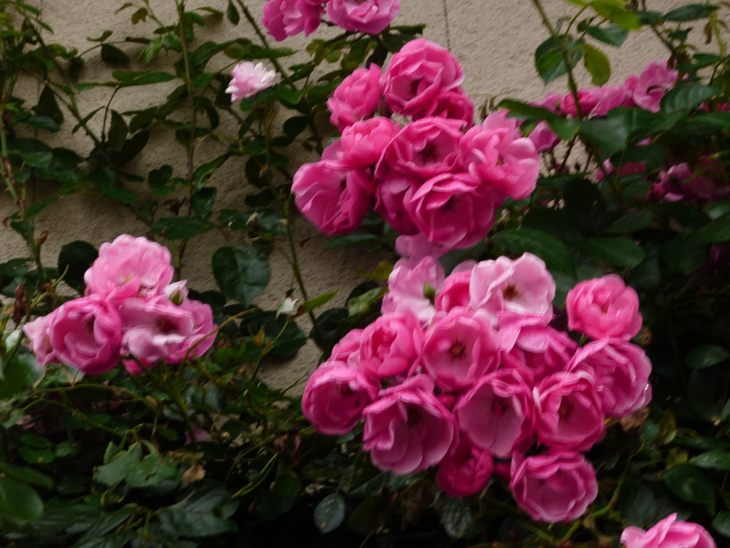 源さんちのバラ