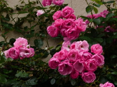 源さんちのバラ