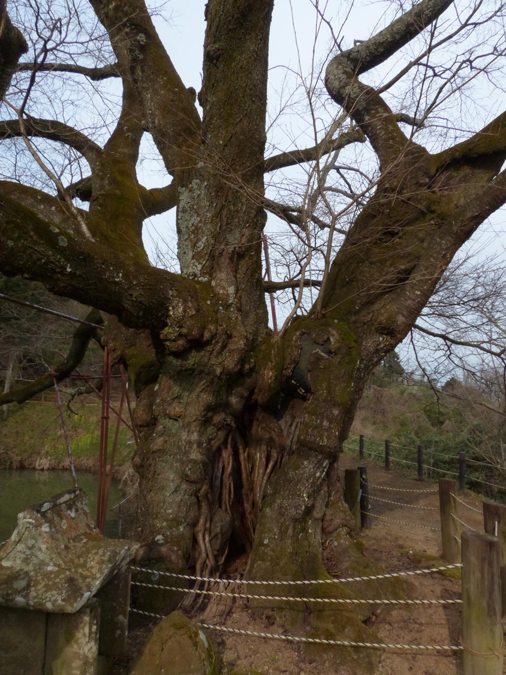 樹齢１１０年くらいかな