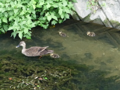 女性の方はスルー
