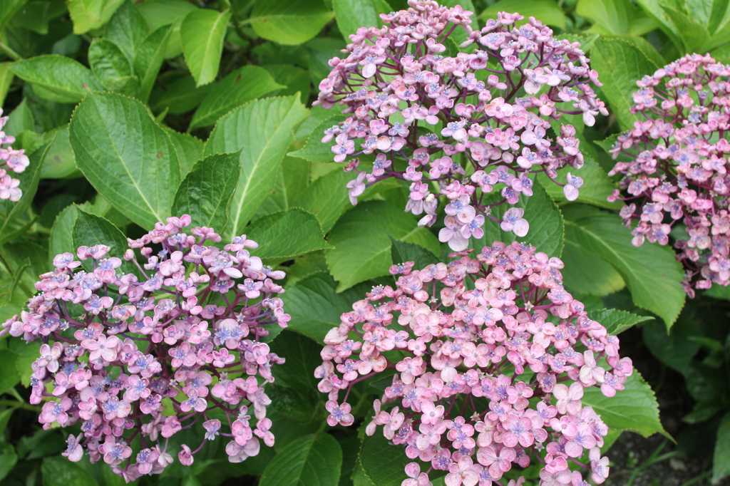 これもめづらしかです