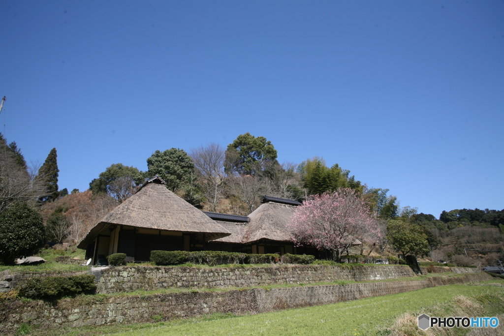 あんずの花