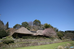 あんずの花
