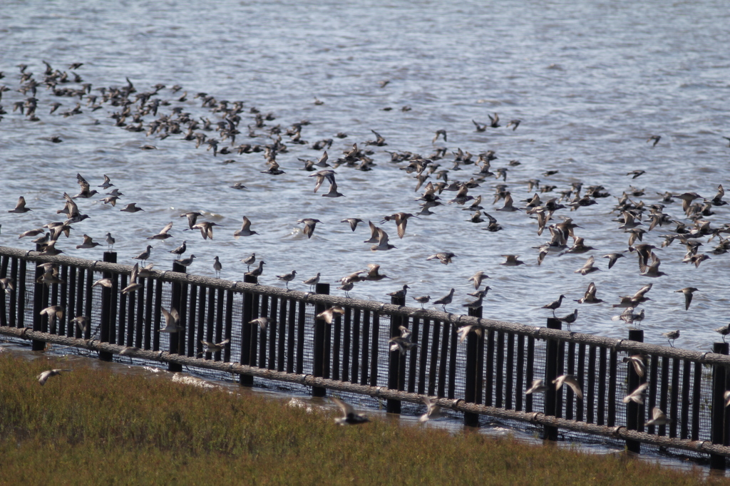 名前知りませんが