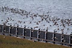 名前知りませんが