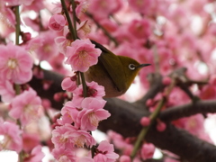ピンクに染まりそう