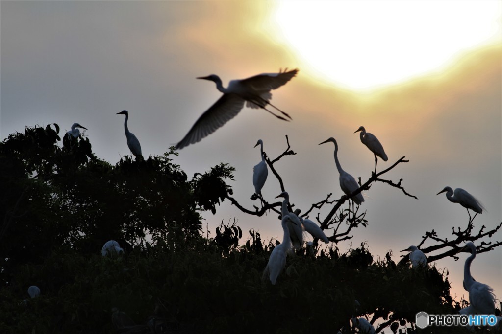 蚊に刺されます