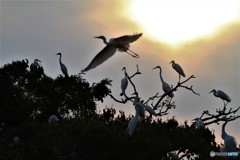 蚊に刺されます