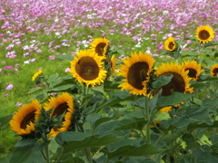 きれいならどっちでも