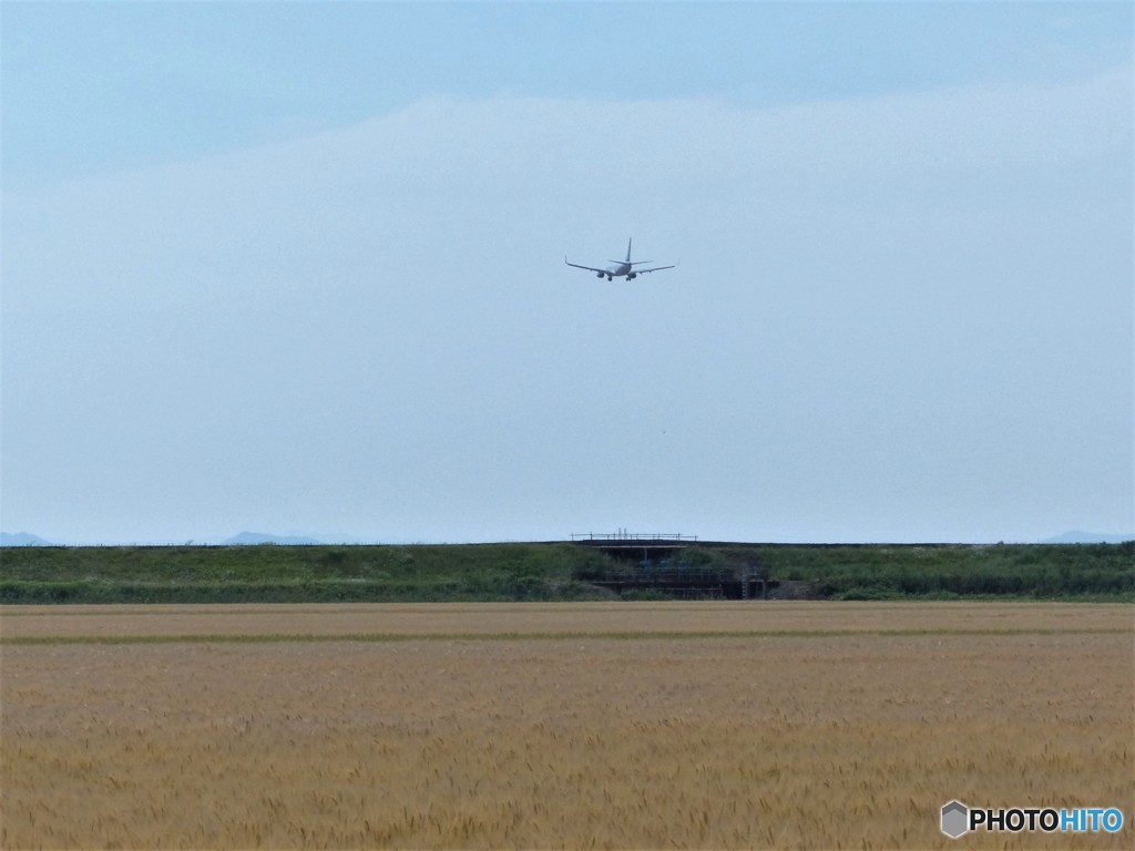 ビール麦出来たよ