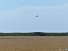 ビール麦出来たよ