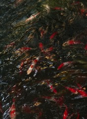 ゴールドですね