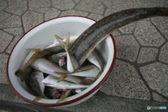 こんなん釣ってきました