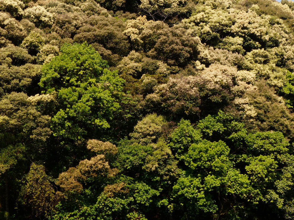 森はカラフル