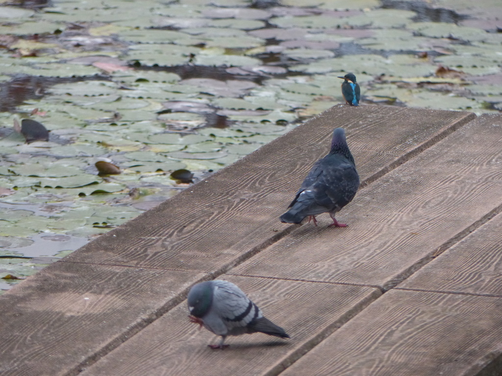 クーまるちゃん誘っても