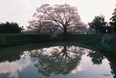 明日からライトアップ