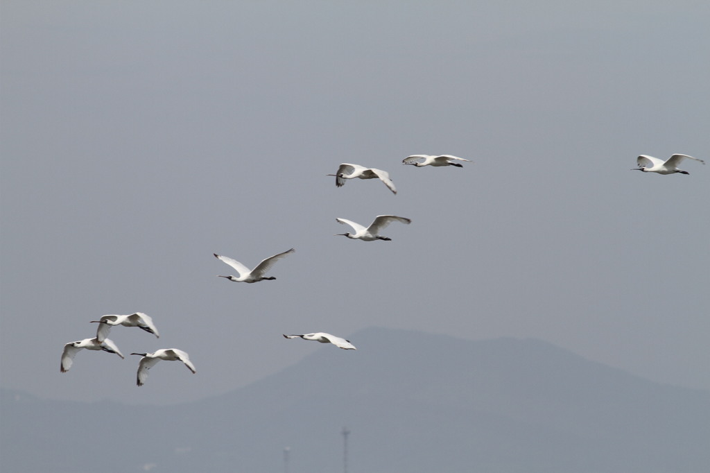 さよなら飛行？