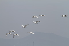 さよなら飛行？