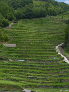 段々畑