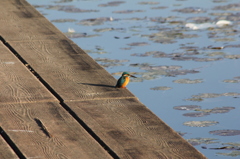 今日はキャノン