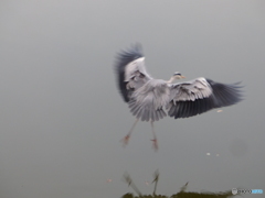 エサを見つけた