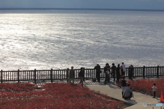 鳥もいっぱいになりますよ