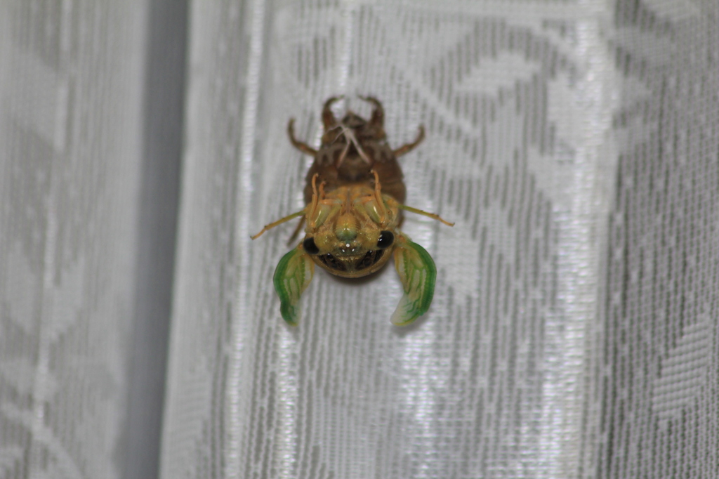 かわいらしいので