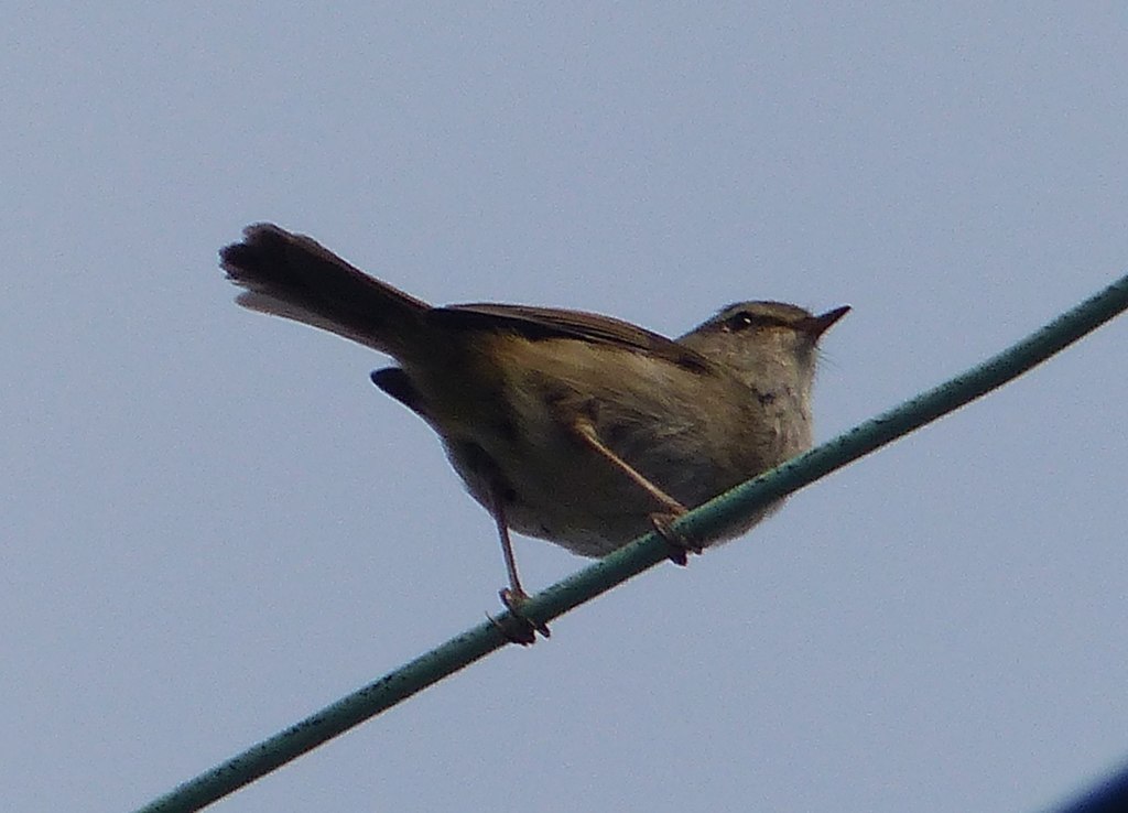 うぐいす初鳴き日らしいです