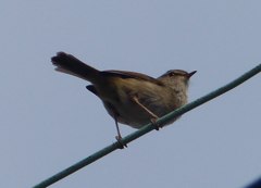 うぐいす初鳴き日らしいです