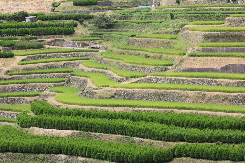 まだ彼岸花なし