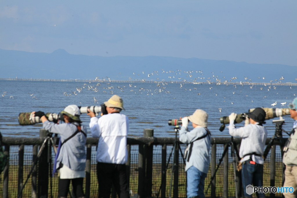 野鳥の会