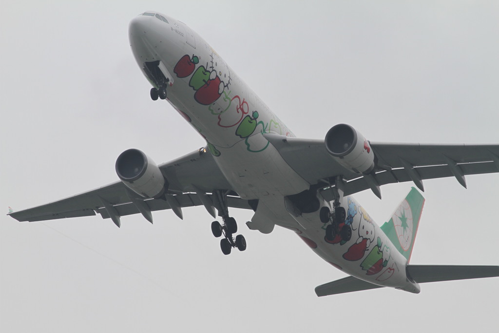 鷹いなかったので