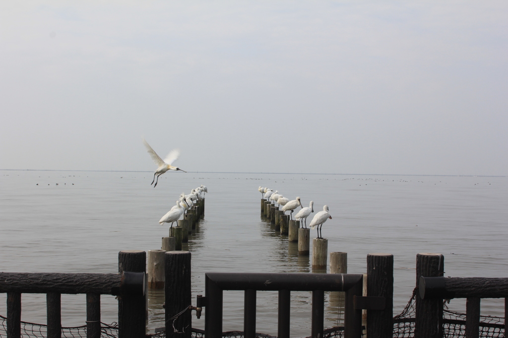 クロツラヘラサギ