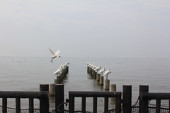 クロツラヘラサギ