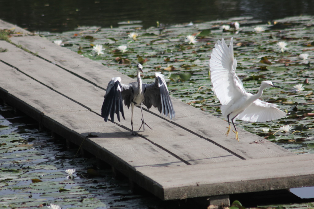 ブルー＆ホワイト