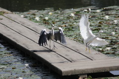 ブルー＆ホワイト