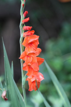 めったに写さない花で